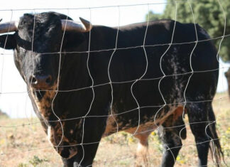 Tiempo de vacas flacas en el campo bravo