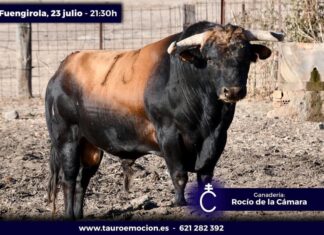 Los toros de Rocío de la Cámara para Fuengirola (fotografías)