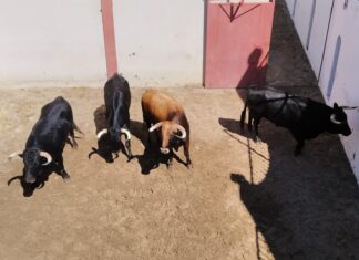 Desembarcados los novillos para el duelo ganadero de Virgen María y Domínguez Camacho en la final a tres del Circuito de Novilladas de Andalucía en Antequera