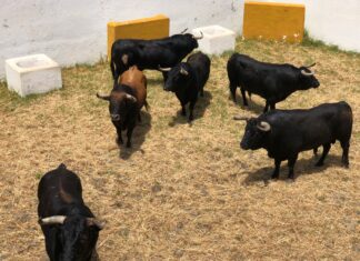 Los toros de Torrehandilla ya están en los corrales de Estepona