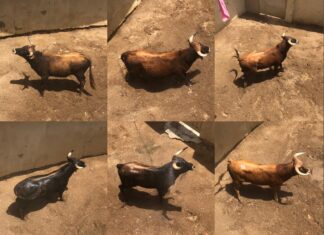 Los novillos del Certamen Interprovincial, en los chiqueros de Fuengirola