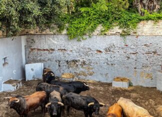 El Nivel 3 reduce el aforo de Fuengirola a 1.600 personas