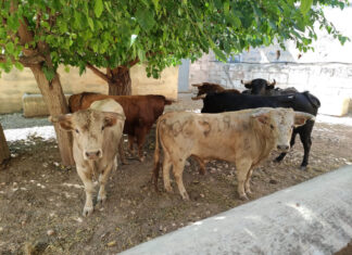 Los novillos para el festival con Javier Conde en Inca ya están en Mallorca