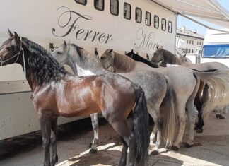 Ovación y vuelta para Ferrer Martín en Dueñas (Palencia)