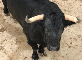 Orden de lidia de los toros de Juan Pedro Domecq para hoy en La Malagueta