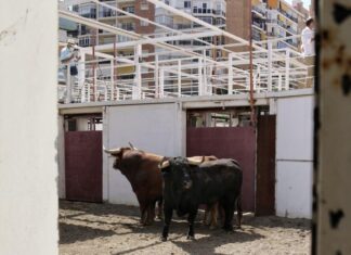 Un toro se parte el pitón al enchiquerar y obliga a modificar el orden de lidia