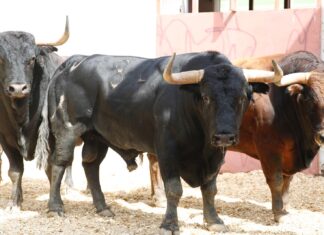 Orden de lidia de los toros de Daniel Ruiz para la segunda de la Feria de Málaga