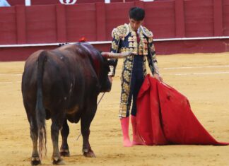 Intimismo de Salvador Vega entre el triunfalismo de la tarde en La Malagueta