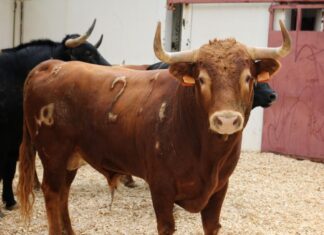 Orden de lidia de los novillos de Manuel Blázquez