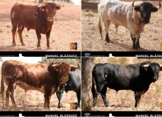Los toros de Blázquez, rumbo a Cuéllar para ser lidiados por Diego Urdiales y Emilio de Justo