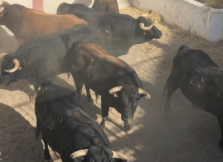 Aguador, el toro de Manuel Blázquez para la alternativa de Orozco