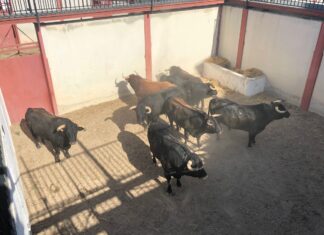 Las toros de Blázquez para la alternativa de Orozco, en los corrales de Antequera
