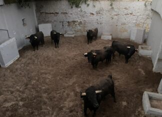 Los toros para la alternativa de Ferrer Martín, en los corrales de Fuengirola