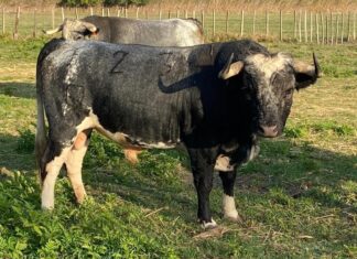 José Antonio Lavado indulta un novillo en Francia