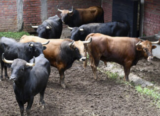 Un ‘Musico’ espera a Javier Conde en los corrales de Cali (Orden de lidia)