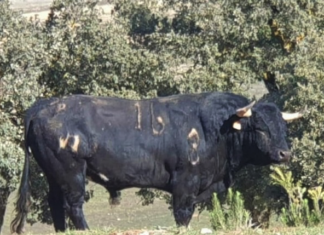Los toros de Manuel Blázquez para mañana en Guillena (Galería)