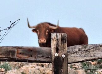 Toros de Blázquez en la primera corrida de la temporada en Andalucía. Ganadería Blázquez