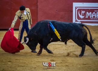 ‘Tremolino’ ya está en La Saucedilla y pronto volverá a la dehesa