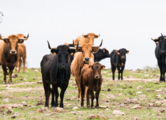 La Peña Taurina de Cártama prepara una visita a Conde de Mayalte