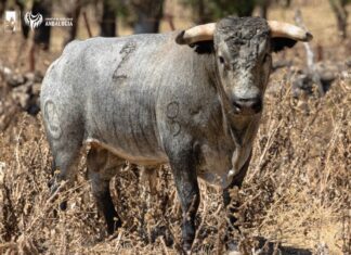 UTAMA organiza una visita a la ganadería de Ana Romero