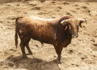 El lote que le ha correspondido a Joaquín Galdós para hoy en Sevilla