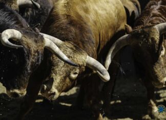 Los novillos de Conde de Mayalde para el estreno de Santana Claros en San Isidro