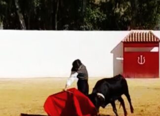 Tentadero de Curro Márquez en la ganadería de Benítez Cubero