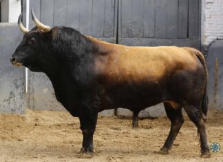 Informador y Perdigón, los toros de Fuente Ymbro para Joaquín Galdós en Las Ventas