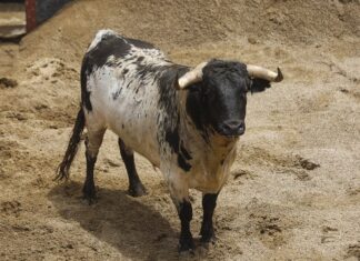 El lote de Santana Claros para esta tarde en la Maestranza