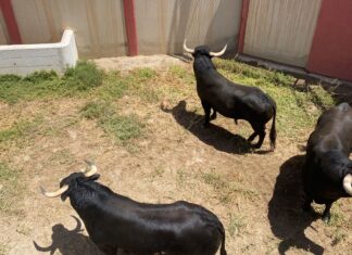 Ya están en lo corrales de Antequera los novillos para la final del Circuito de Andalucía