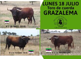 Los astados de Martín Lorca protagonizan el Lunes del Toro de Cuerda en Grazalema