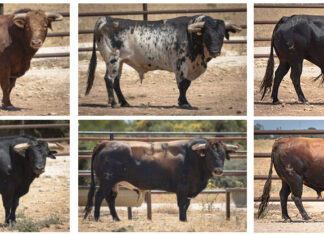 Los toros de Torrestrella para este viernes en Fuengirola