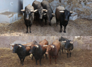 Cuatro de Torrestrella y cuatro de Carlos Núñez en los corrales de Fuengirola