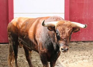 Orden de lidia de los novillos de Reservatauro