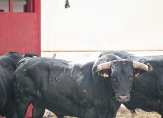 Orden de lidia de los toros para los rejones