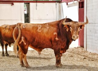 Los toros de Daniel Ruiz para hoy (orden de lidia)