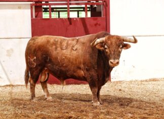 Los toros de Núñez del Cuvillo para hoy (orden de lidia)
