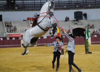 Los caballos andaluces bailan en La Malagueta