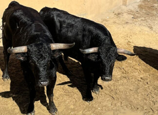 Los novillos y la cuadrilla de Curro Márquez para esta tarde en Pedrajas de San Esteban