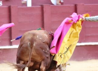 Posible fractura de pómulo de Fortes tras ser cogido en La Malagueta
