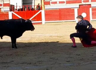 Curro Márquez es ovacionado en Pedrajas de San Esteban