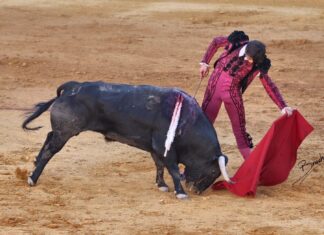 Roca Rey vuelve para mandar en la Goyesca de Ronda, y sale a hombros con Juan Ortega