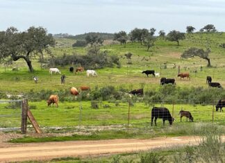 La Condesa: la ganadería ‘malagueña’ que tienta hoy en Calañas (Huelva)