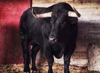 Toros de Luis Fraile y Sánchez Herrero esta tarde para Fortes en Zaragoza (orden de lidia y cuadrilla)