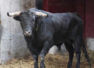 Todo listo para que Santana Claros haga el paseíllo esta tarde en Zaragoza (cuadrilla y orden de lidia)