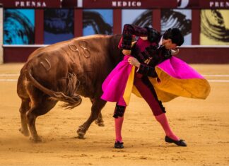 Juan Ortega sustituye a Cayetano en la Goyesca de Antequera