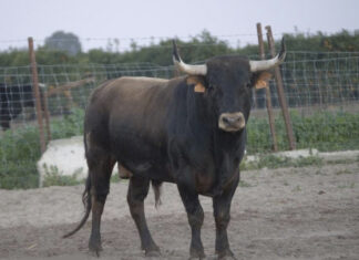 Los novillos de Hato Blanco para Curro Márquez en Lucena del Puerto