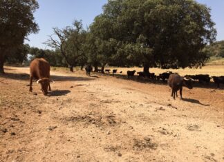Reservatauro recibe el reconocimiento de Canal Sur a todo el campo andaluz (vídeo)
