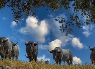 Las ganaderías malagueñas pueden licitar a lidiarse en el Circuito de Novilladas de 2023