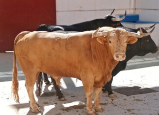 Orden de lidia y cuadrillas de la Corrida Picassiana